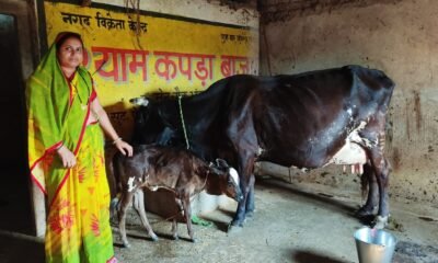 Raipur: Housewife Rukmani Patel became an example of economic self-reliance by rearing cows