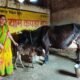 Raipur: Housewife Rukmani Patel became an example of economic self-reliance by rearing cows