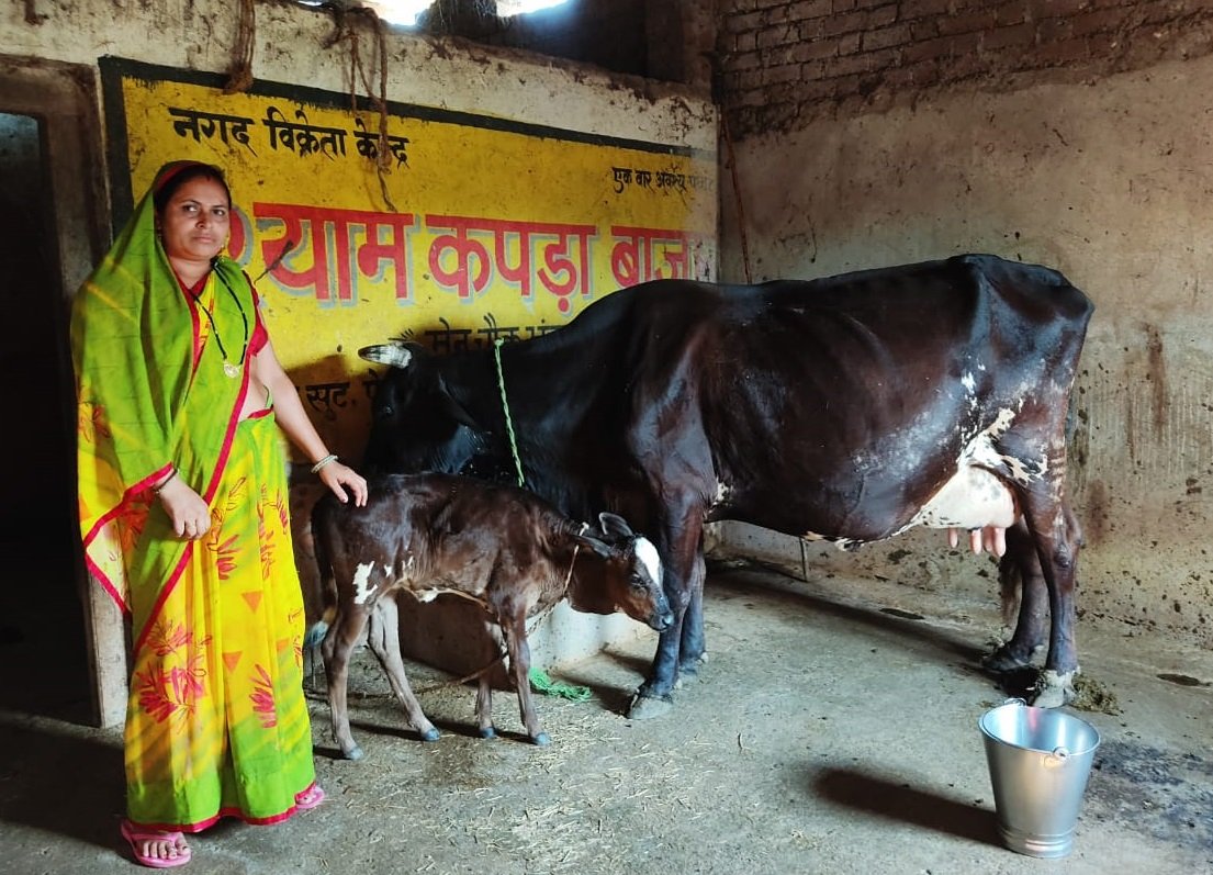 Raipur: Housewife Rukmani Patel became an example of economic self-reliance by rearing cows